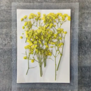 Baby Breath Dry Flower Sheet – Yellow