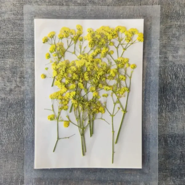 Baby Breath Dry Flower Sheet – Yellow
