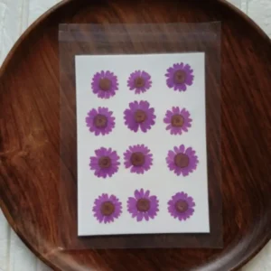 Dried Daisy Flower Sheet – Purple