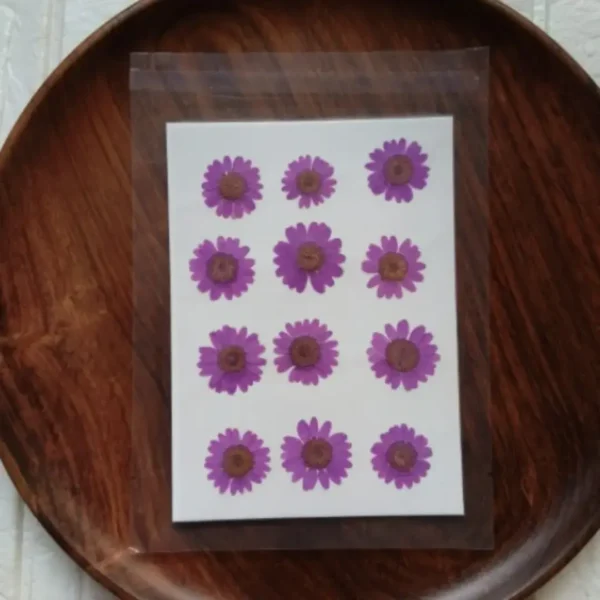 Dried Daisy Flower Sheet – Purple