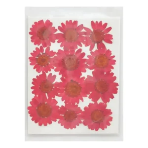 Dried Daisy Flower Sheet – Red