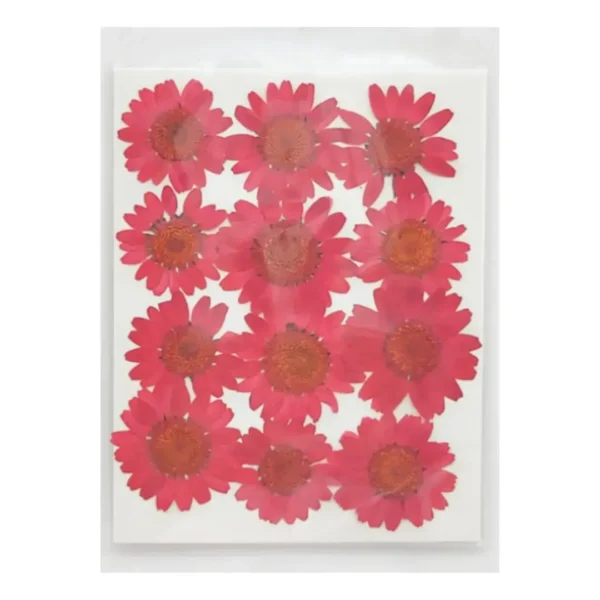 Dried Daisy Flower Sheet – Red