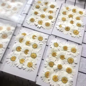 Dried Daisy Flower Sheet – White