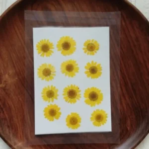 Dried Daisy Flower Sheet – Yellow