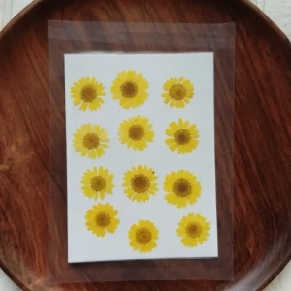 Dried Daisy Flower Sheet – Yellow