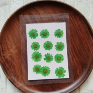 Dried Daisy Flower Sheet – Green